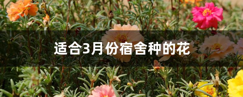 适合3月份宿舍种的花