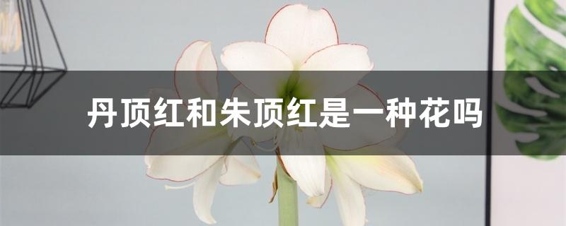 丹顶红和朱顶红是一种花吗