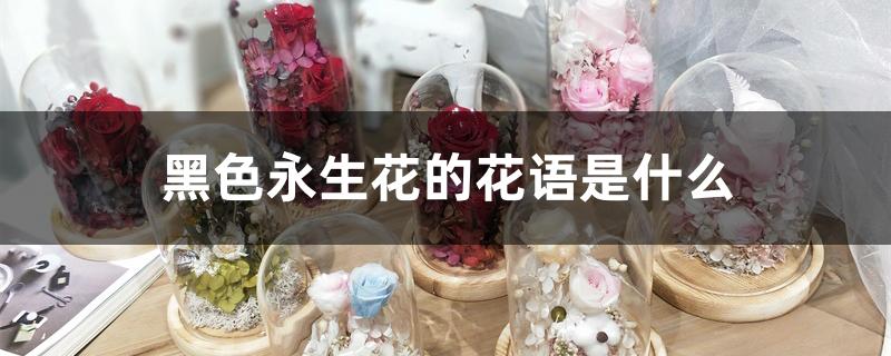 黑色永生花的花语是什么