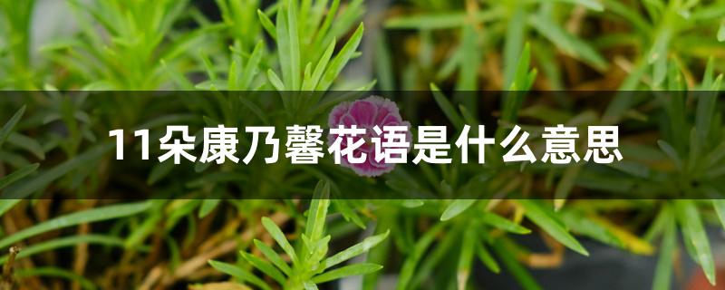 11朵康乃馨花语是什么意思