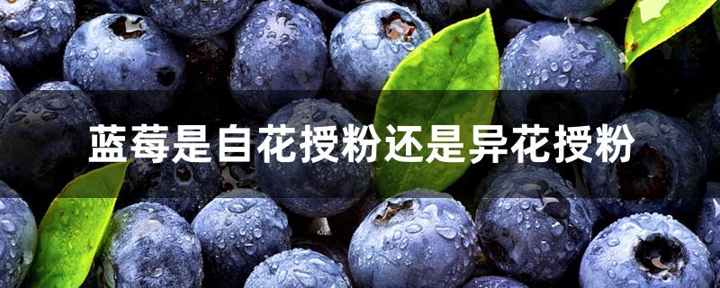 蓝莓是自花授粉还是异花授粉