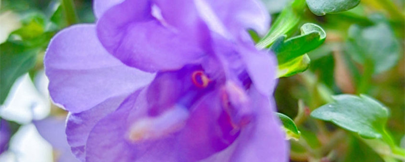 重瓣紫色风铃花的养殖方法，好养吗