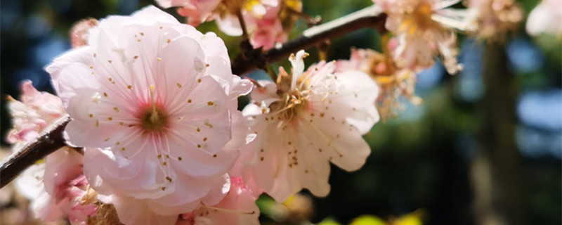 日本晚樱和樱花的区别