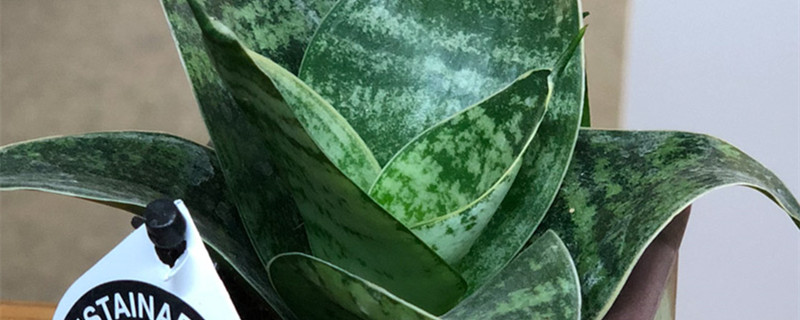 虎皮兰和虎尾兰是一种植物吗