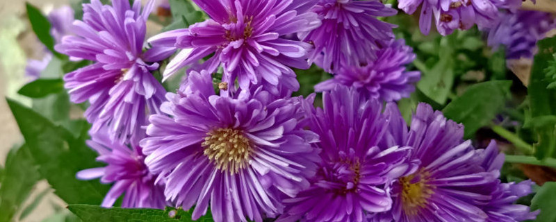 紫苑花与紫菀花区别