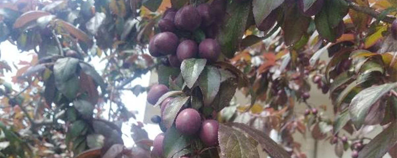 紫叶李的果子成熟样子