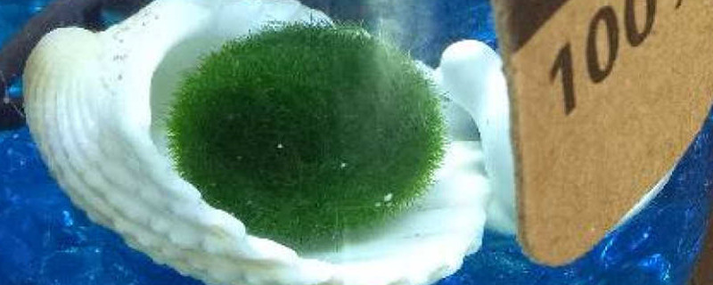 海藻球怎么养炸毛
