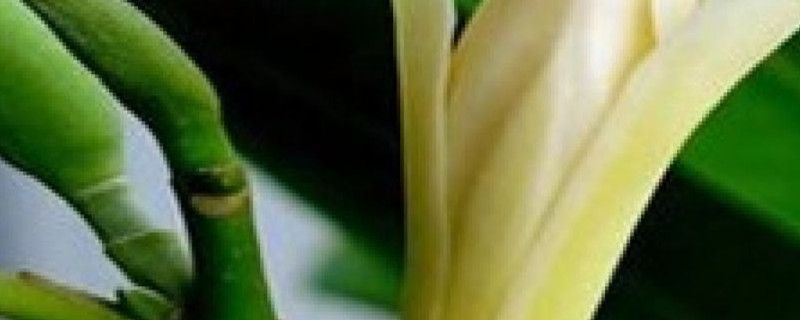 黄角兰的养殖方法和注意事项