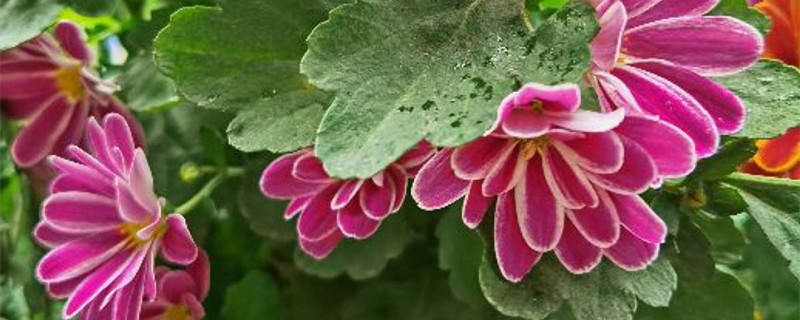 荷兰菊的花语和寓意