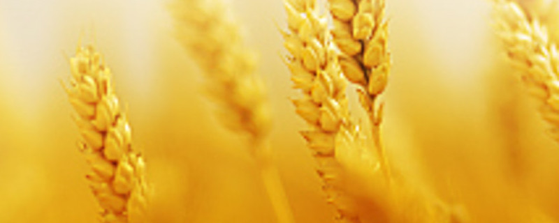 金黄麦穗花束代表什么意思