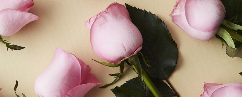 粉红玫瑰的花语代表什么