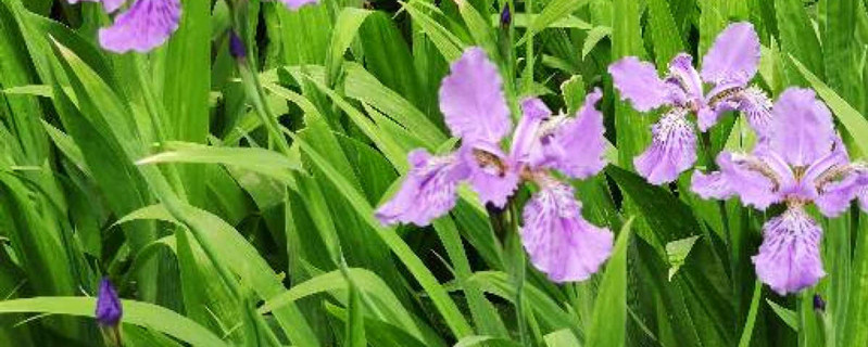 紫鸢花的花语