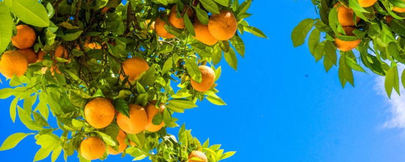 影响柑橘品质的因素