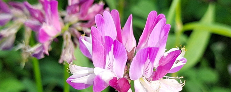 紫英仙株是什么花