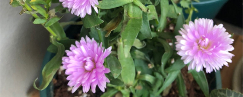 紫苑花花语是什么