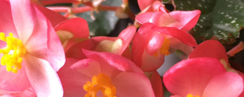 银星海棠怎么能开花