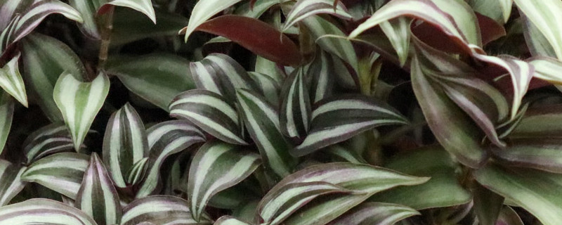 紫叶吊兰的养殖方法和注意事项