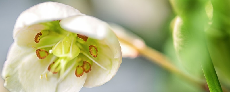 菟葵代表什么花语
