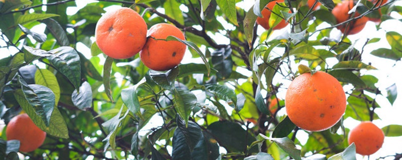 柑橘果实的生长发育适宜温度是多少