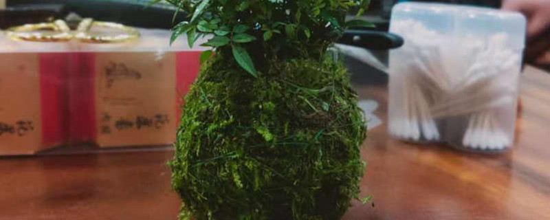 苔藓球盆栽怎么养