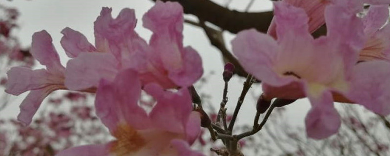 紫花风铃木花期