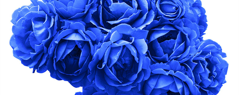 蓝色永生花的花语是什么