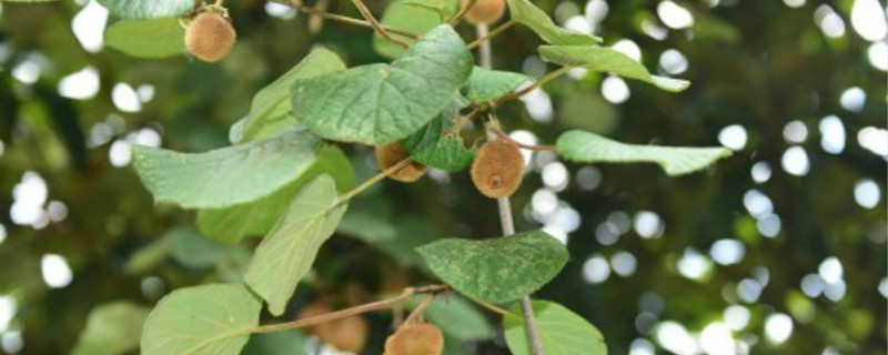 软枣猕猴桃苗适合哪个地区栽