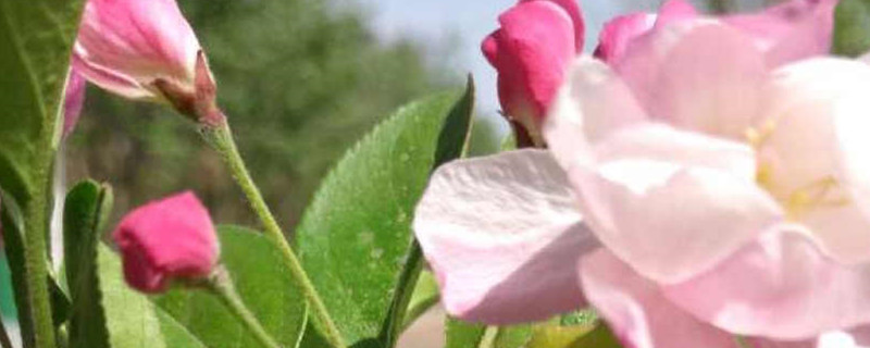 红莲水榭的海棠是什么品种