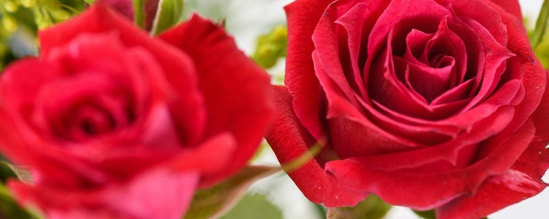 2朵红玫瑰一般送给哪些人