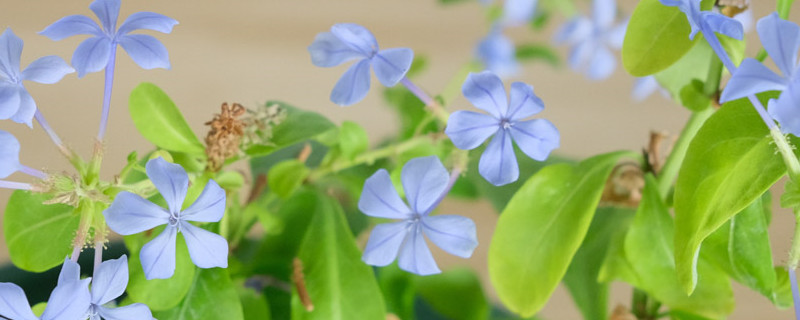 蓝色花卉有哪些