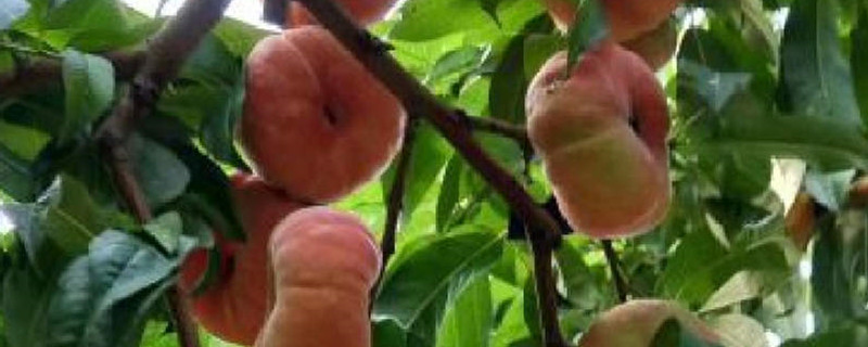 扁桃子是什么品种