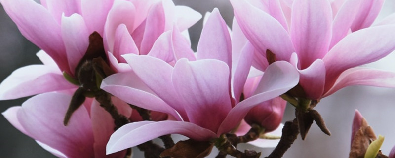 紫玉兰养多长时间会开花