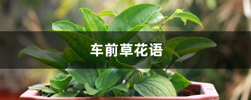 车前草花语