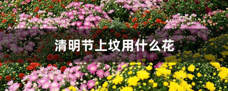 清明节上坟用什么花