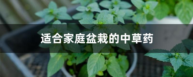 适合家庭盆栽的中草药