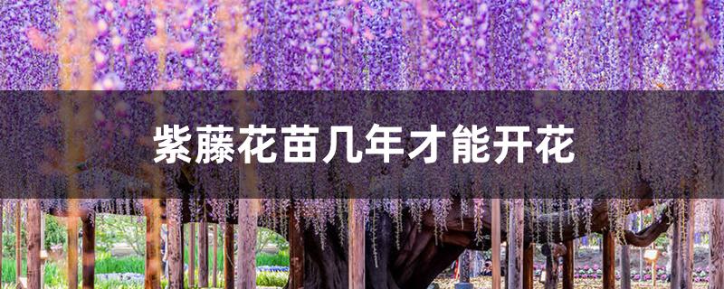 紫藤花苗几年才能开花
