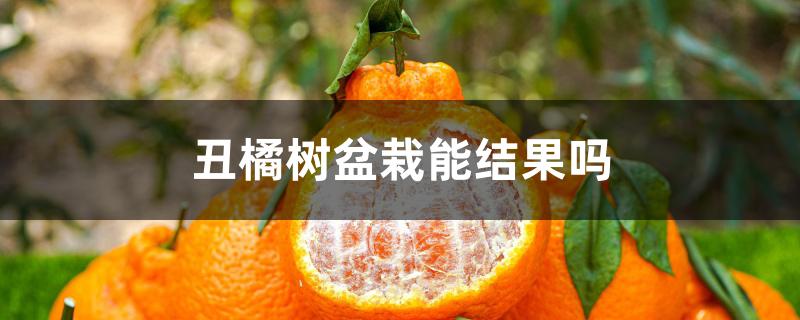 丑橘树盆栽能结果吗