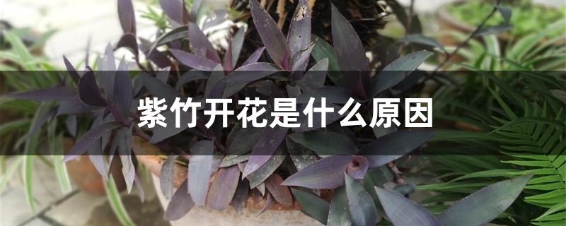 紫竹开花是什么原因