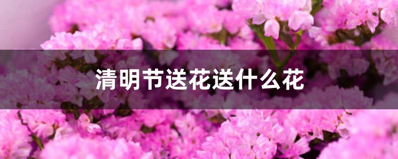 清明节送花送什么花