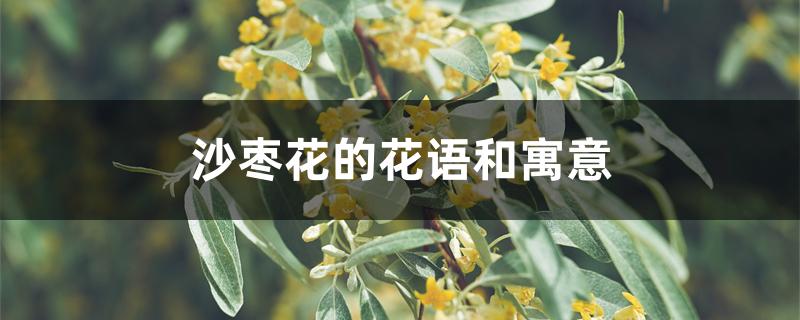 沙枣花的花语和寓意