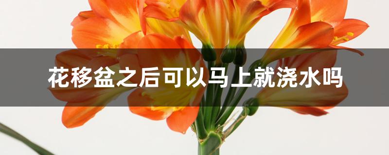 花移盆之后可以马上就浇水吗