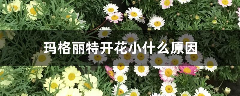 玛格丽特开花小什么原因