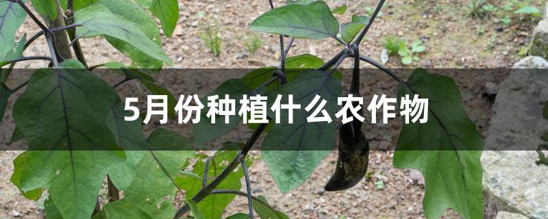 5月份种植什么农作物