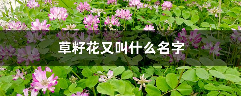 草籽花又叫什么名字