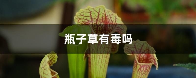 瓶子草有毒吗