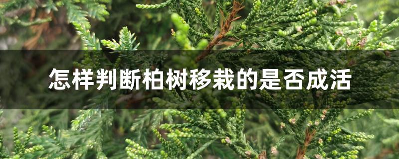 怎样判断柏树移栽的是否成活