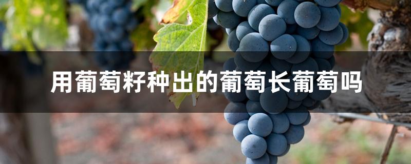 用葡萄籽种出的葡萄长葡萄吗