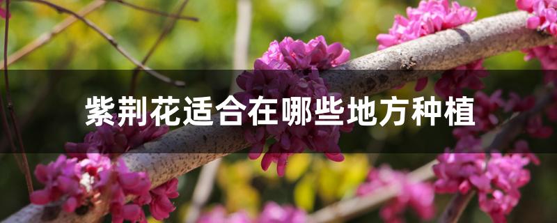 紫荆花适合在哪些地方种植