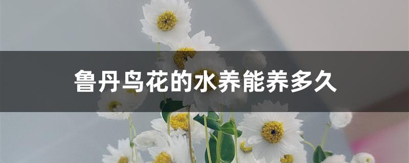 鲁丹鸟花的水养能养多久