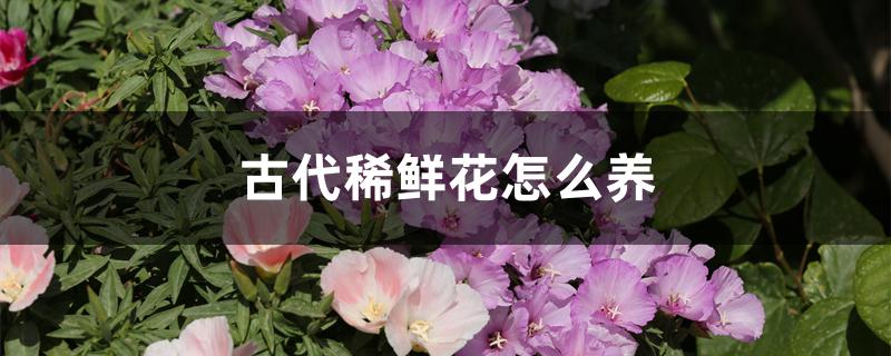 古代稀鲜花怎么养